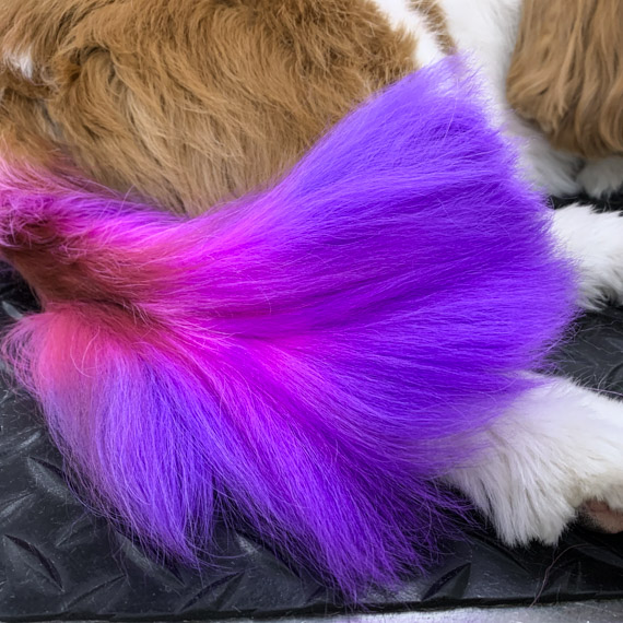 https://buttondoggrooming.com.au/wp-content/uploads/2020/04/Cavalier_Cute-as-a-button-Dog-Grooming.jpg