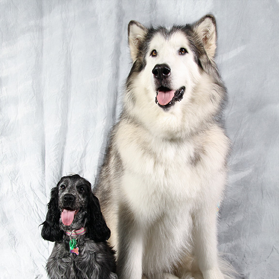 https://buttondoggrooming.com.au/wp-content/uploads/2020/04/English-Cocker-Malamute_Cute-as-a-button-Dog-Grooming.jpg