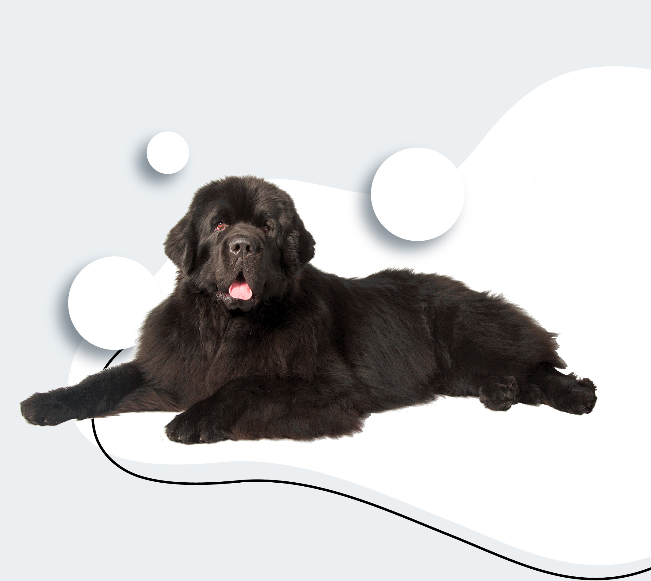 Home Button Dog Grooming