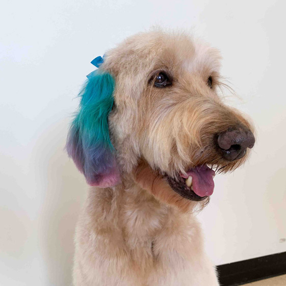 Home Button Dog Grooming