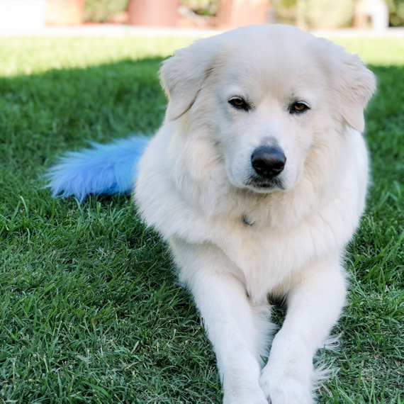 Home Button Dog Grooming