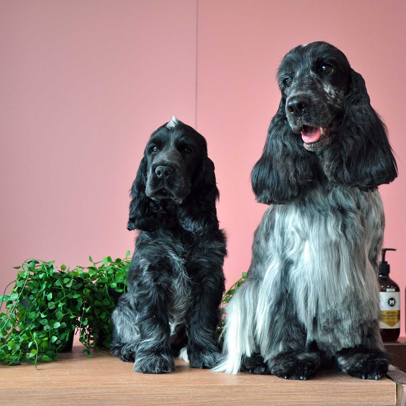 Home Button Dog Grooming