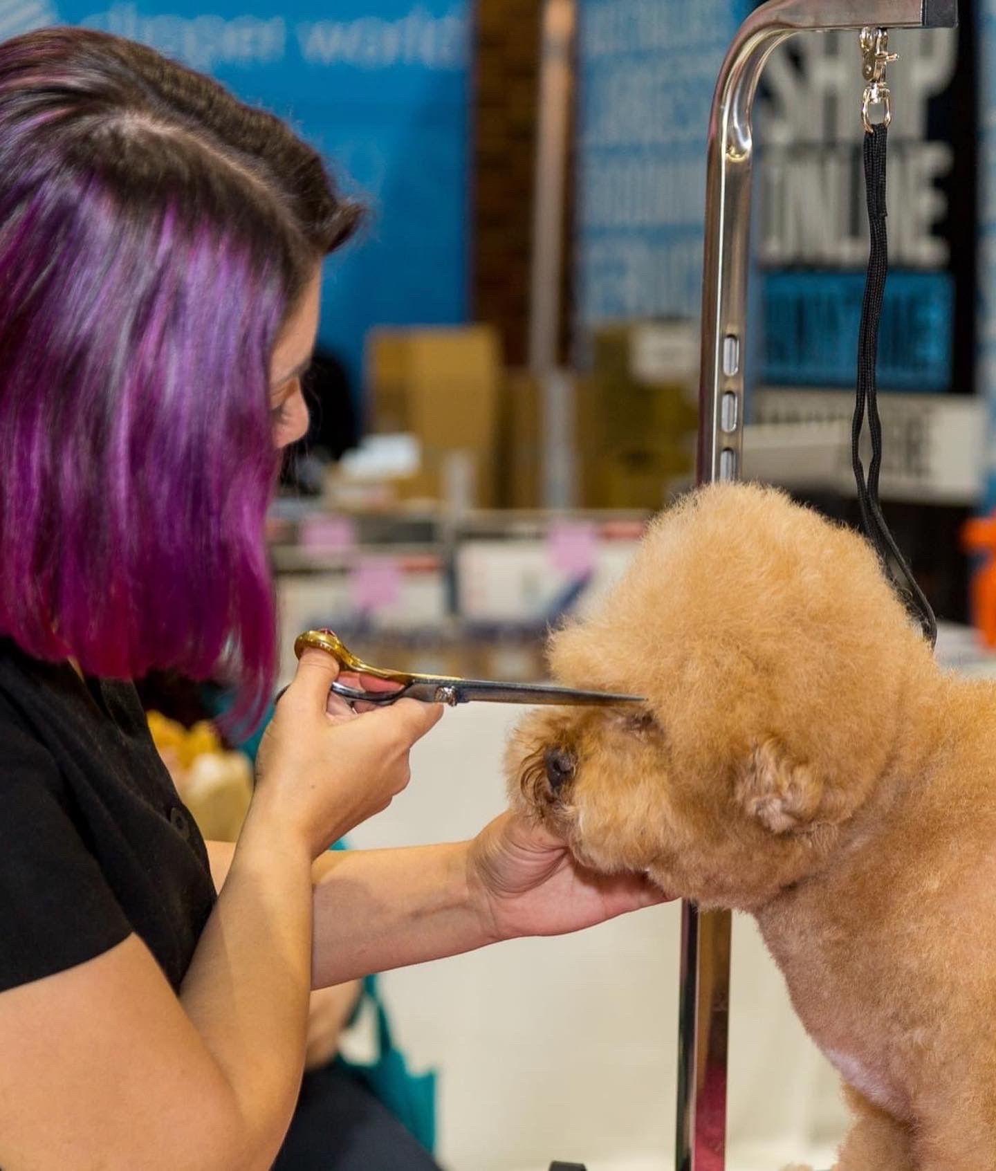 Salon Freestyle action 2022 https://buttondoggrooming.com.au/wp-content/uploads/2022/10/Salon-Freestyle-action-2022.jpg