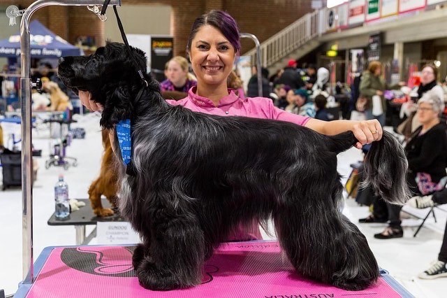 gundog 2022 https://buttondoggrooming.com.au/wp-content/uploads/2022/10/gundog-2022-1.jpg