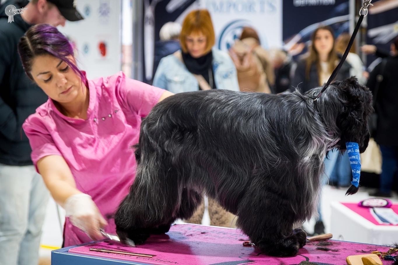 gundog action 2022 https://buttondoggrooming.com.au/wp-content/uploads/2022/10/gundog-action-2022-1.jpg