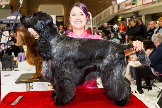 gundog after2022 https://buttondoggrooming.com.au/wp-content/uploads/2022/10/gundog-after2022-1.jpg