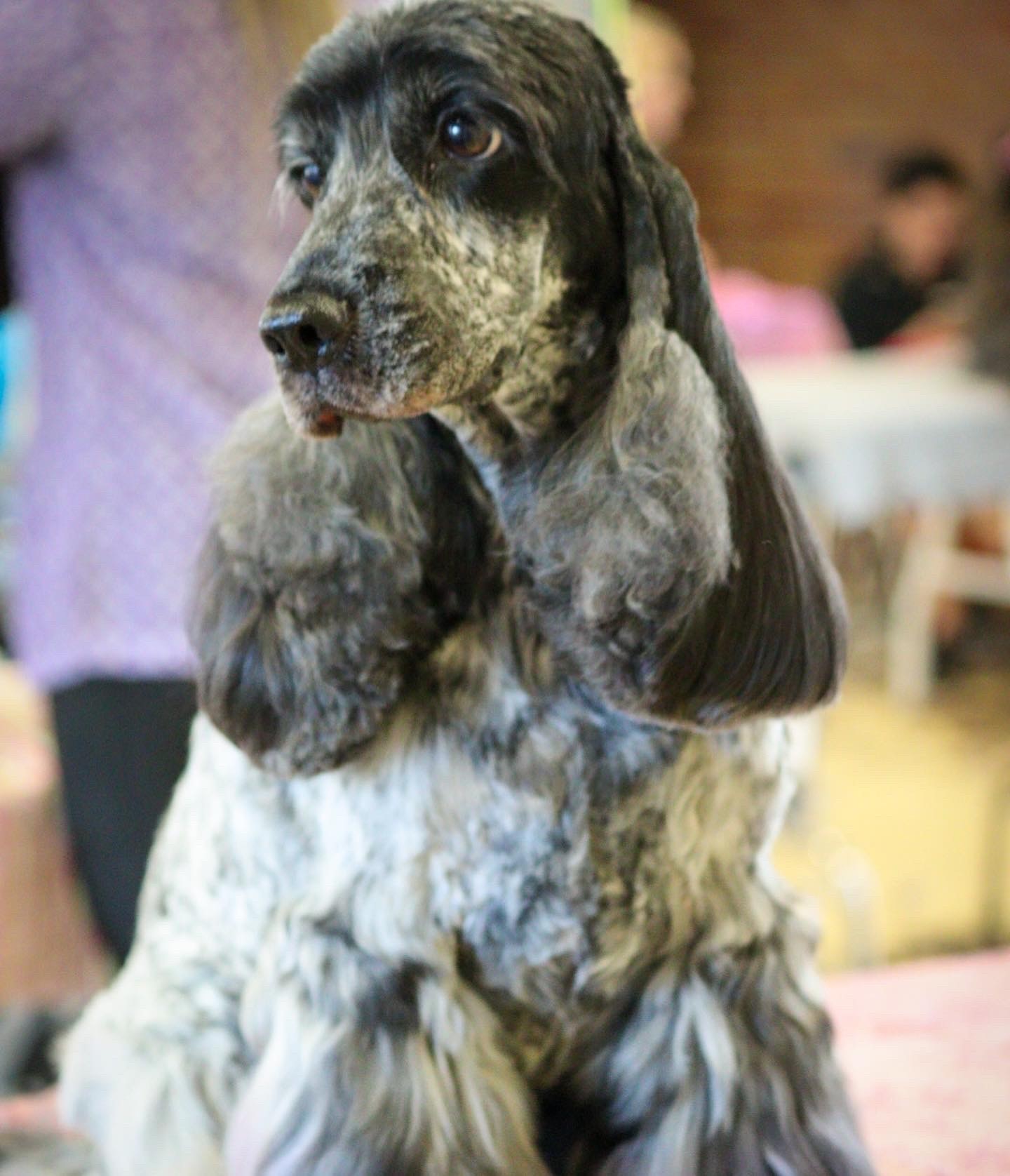 pup cup2 2022 https://buttondoggrooming.com.au/wp-content/uploads/2022/10/pup-cup2-2022.jpg