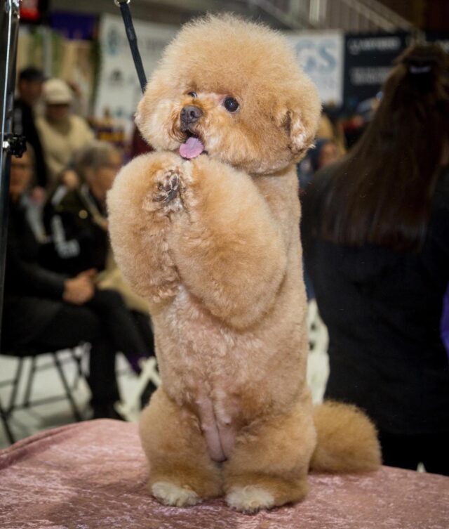 https://buttondoggrooming.com.au/wp-content/uploads/2022/10/salon-freestyle-2022-1-640x753.jpg