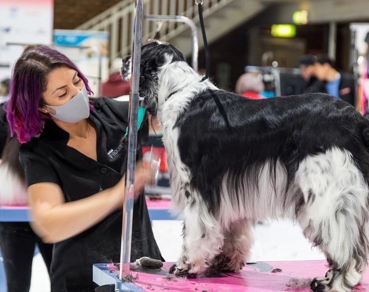 team event action2 2022 https://buttondoggrooming.com.au/wp-content/uploads/2022/10/team-event-action2-2022.jpg