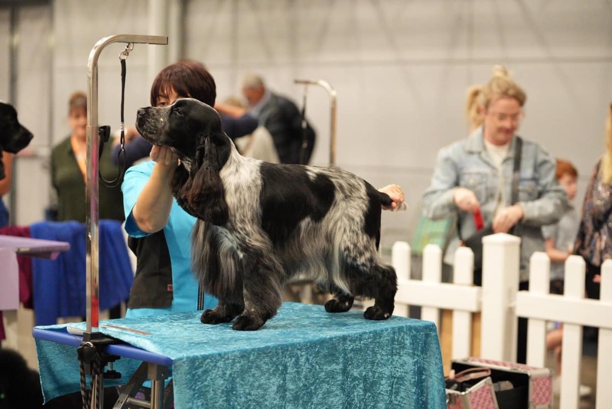 Box4 https://buttondoggrooming.com.au/wp-content/uploads/2024/08/Box4.jpg