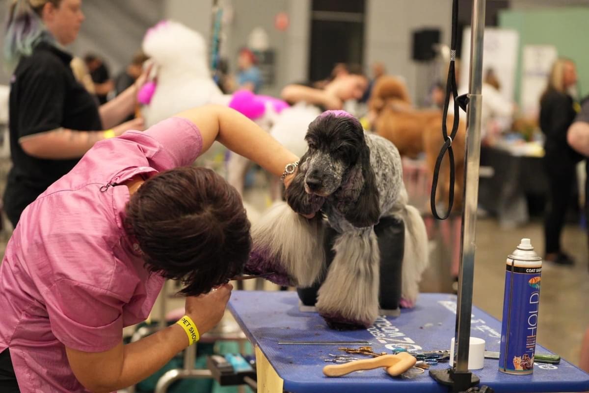 Olive https://buttondoggrooming.com.au/wp-content/uploads/2024/08/Olive.jpg