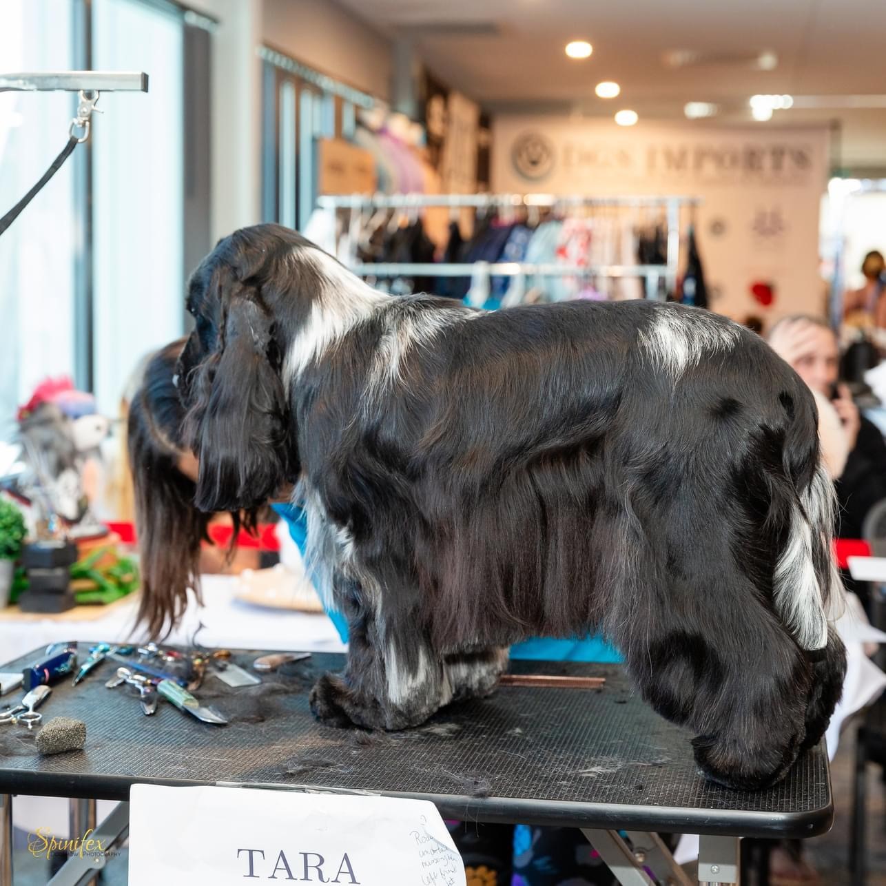 Roast 1 https://buttondoggrooming.com.au/wp-content/uploads/2024/08/Roast-1.jpg