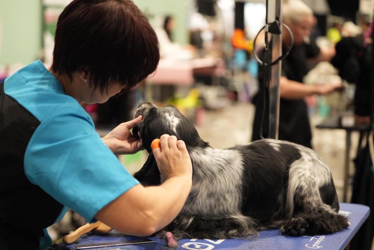 box1 https://buttondoggrooming.com.au/wp-content/uploads/2024/08/box1.jpg