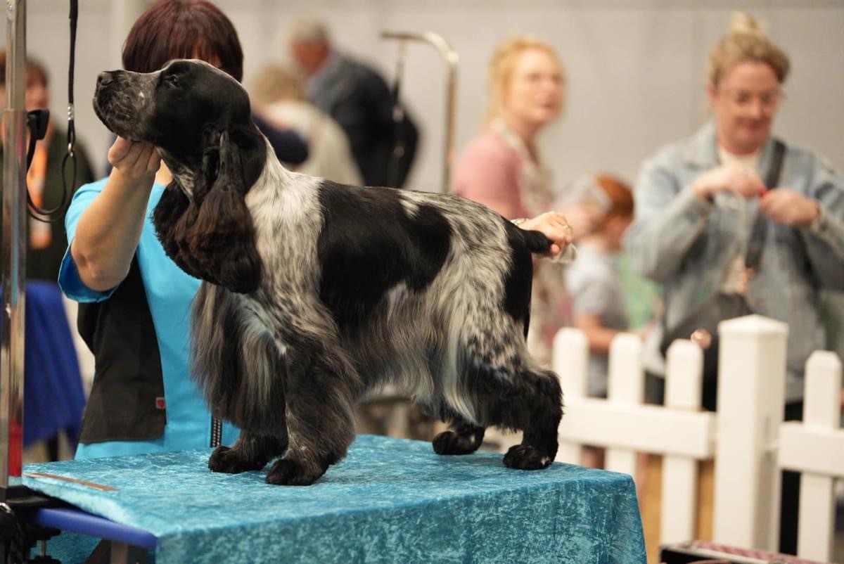 box5 https://buttondoggrooming.com.au/wp-content/uploads/2024/08/box5.jpg