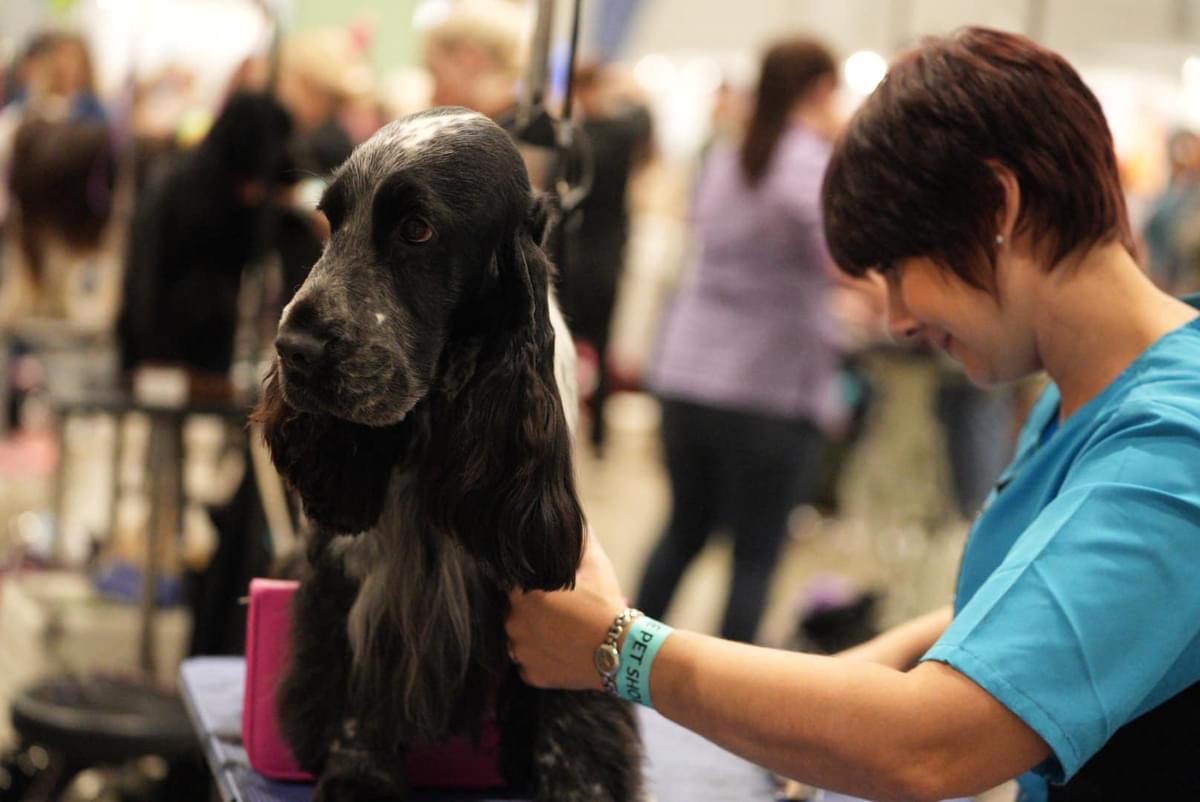 box9 https://buttondoggrooming.com.au/wp-content/uploads/2024/08/box9.jpg