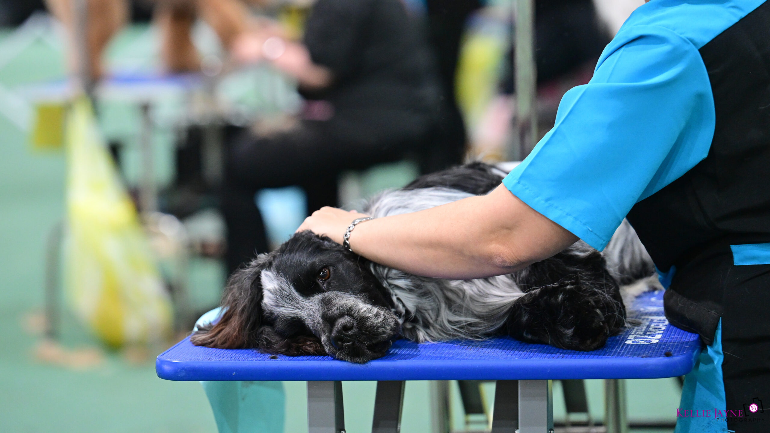 BDDO_Ram-276 https://buttondoggrooming.com.au/wp-content/uploads/2025/12/BDDO_Ram-276-scaled.jpg
