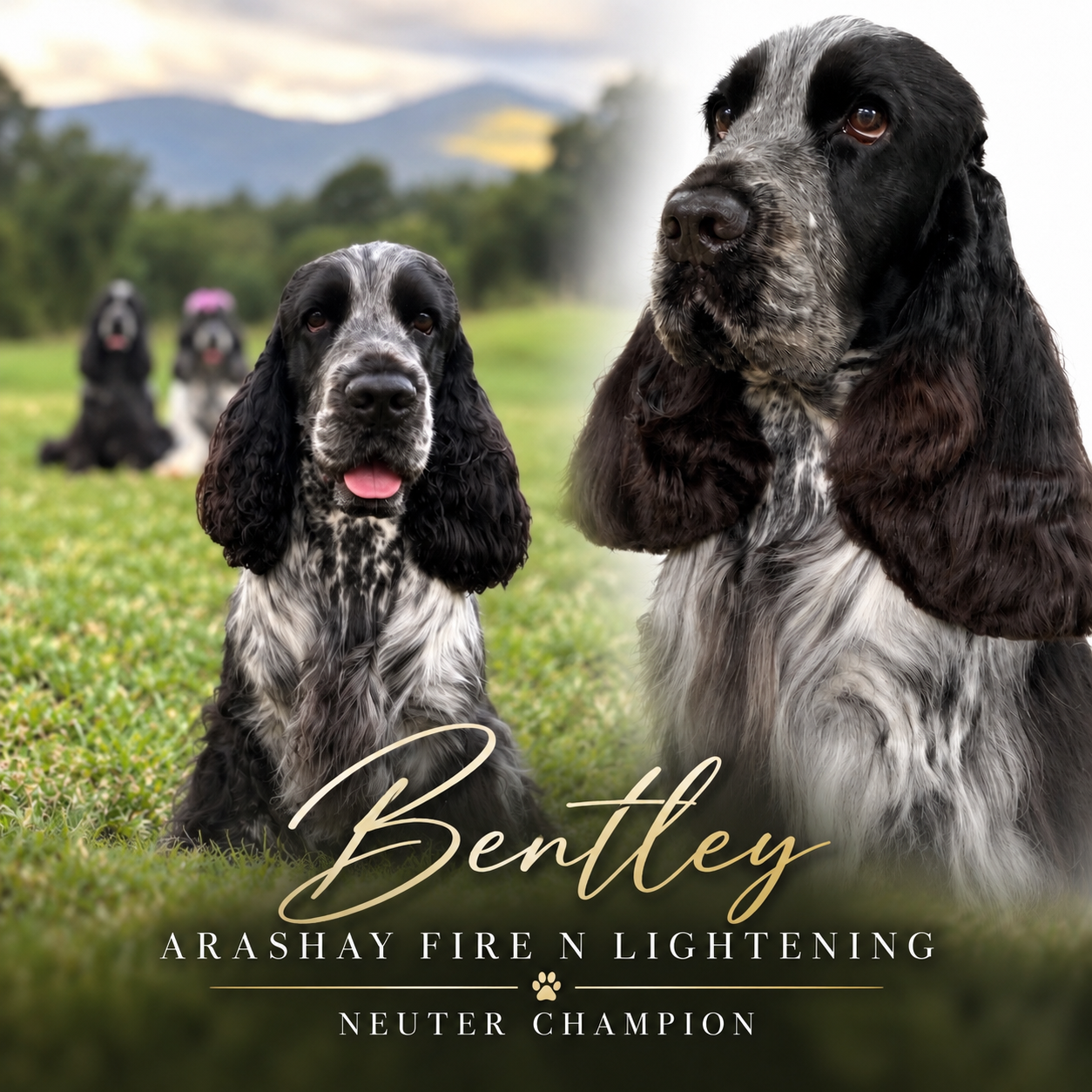 https://buttondoggrooming.com.au/wp-content/uploads/2026/10/Bento3.png