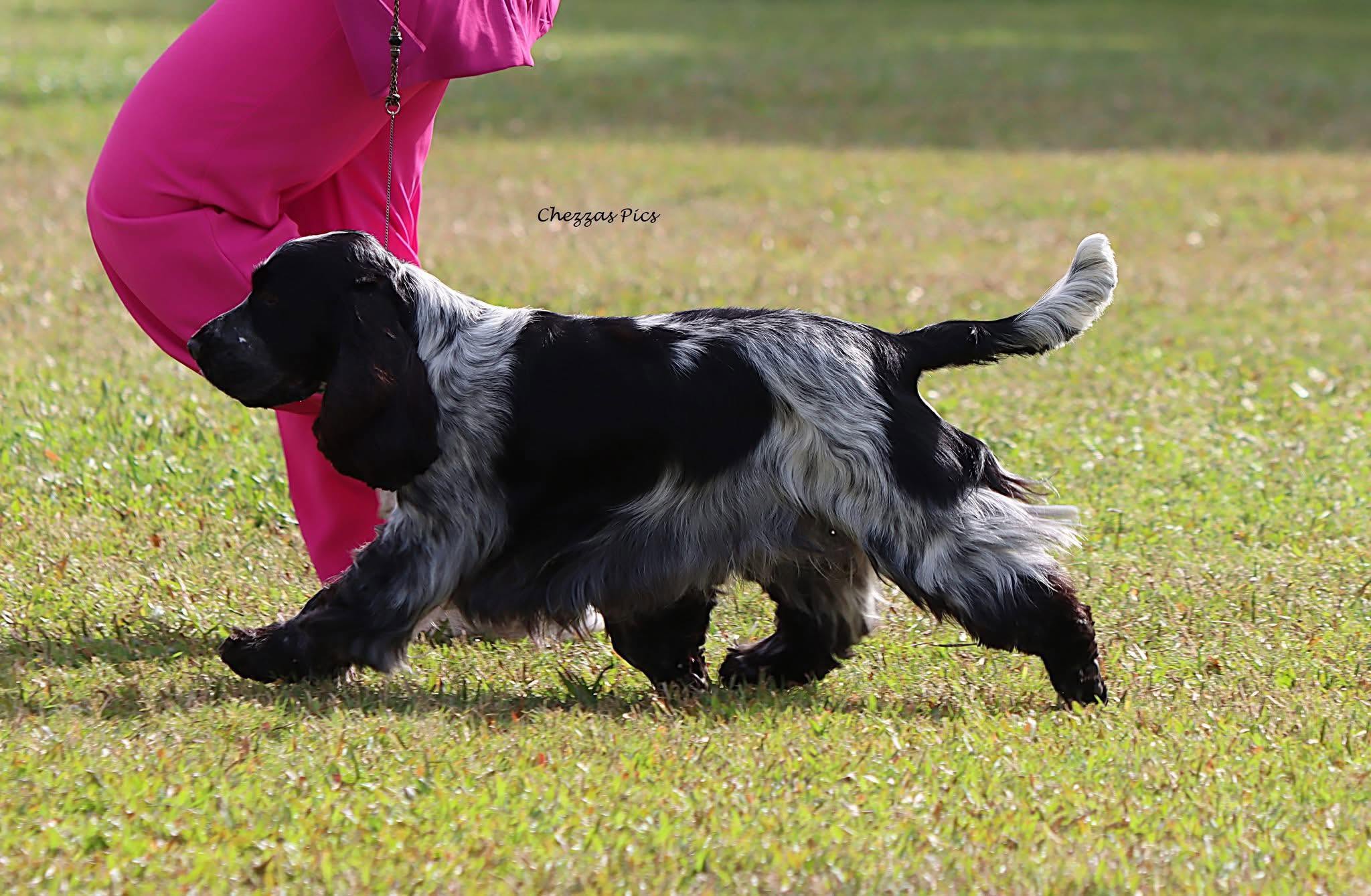 https://buttondoggrooming.com.au/wp-content/uploads/2026/10/Dog17.jpg