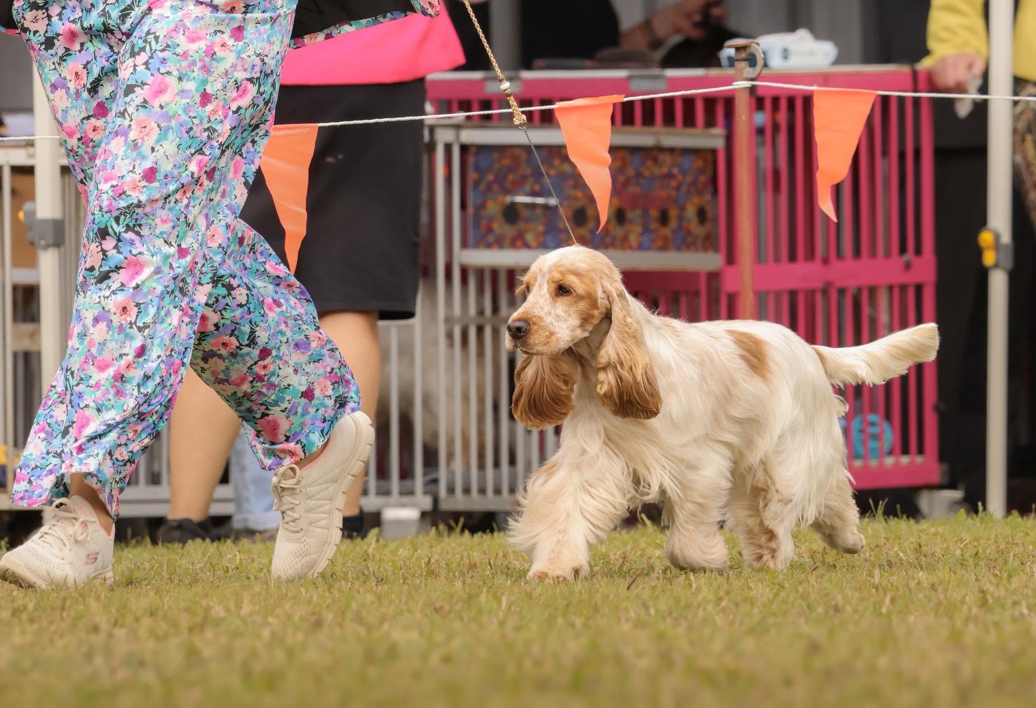 https://buttondoggrooming.com.au/wp-content/uploads/2026/10/Dog25.jpg