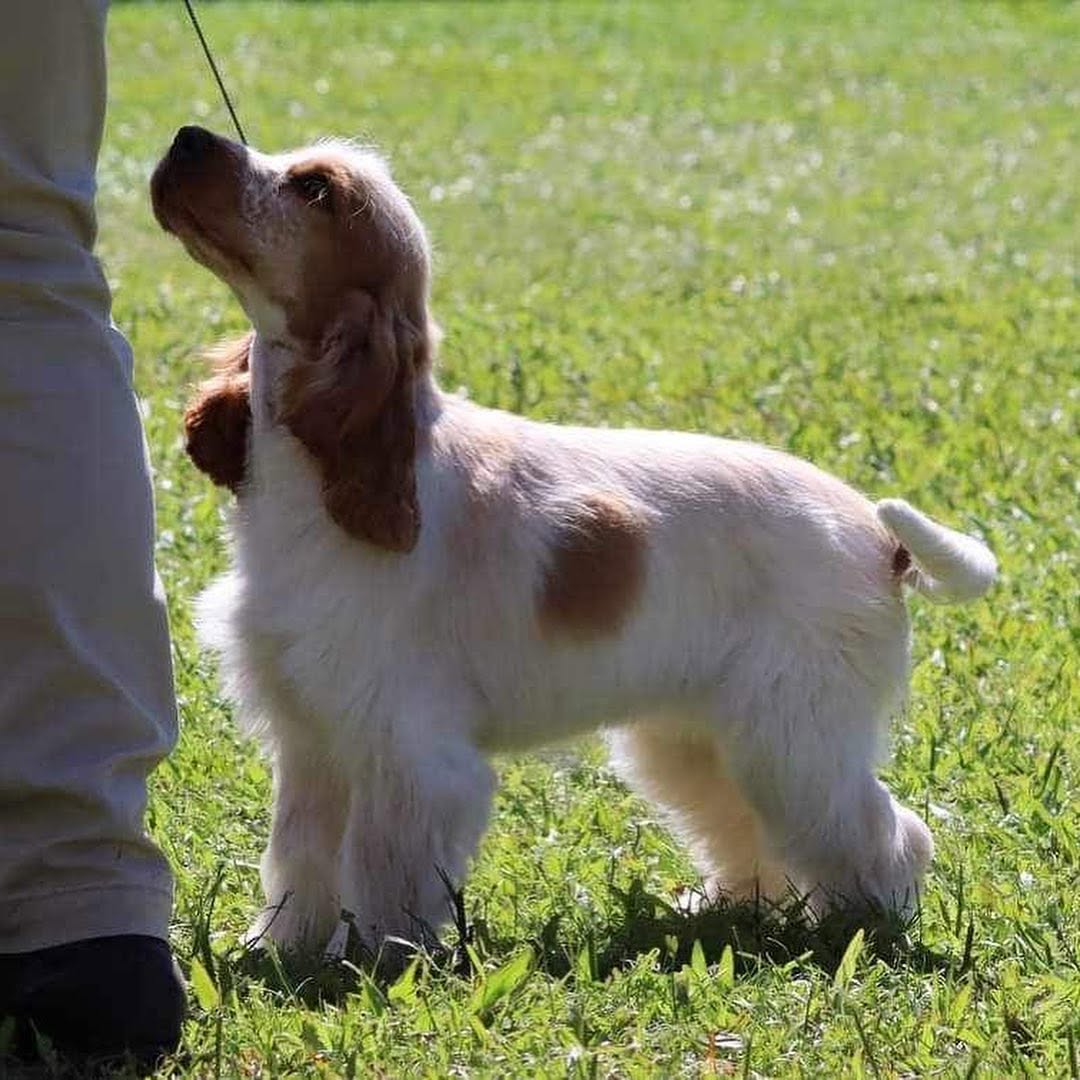 https://buttondoggrooming.com.au/wp-content/uploads/2026/10/Dog35.jpg