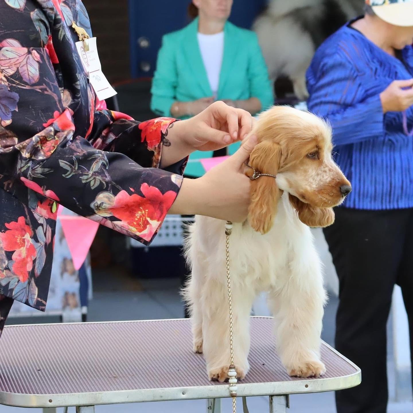 https://buttondoggrooming.com.au/wp-content/uploads/2026/10/Dog36.jpg