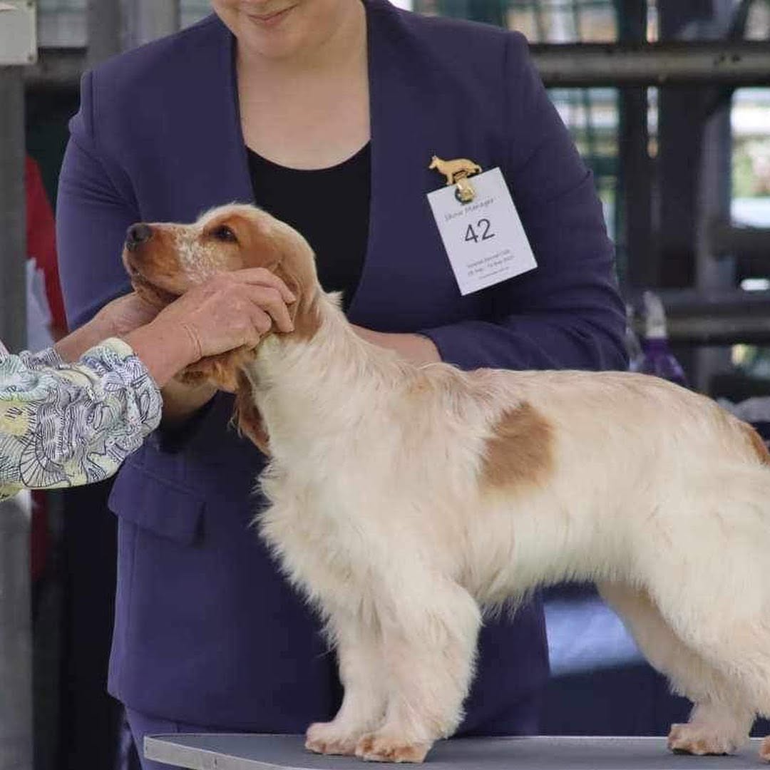 https://buttondoggrooming.com.au/wp-content/uploads/2026/10/Dog38.jpg