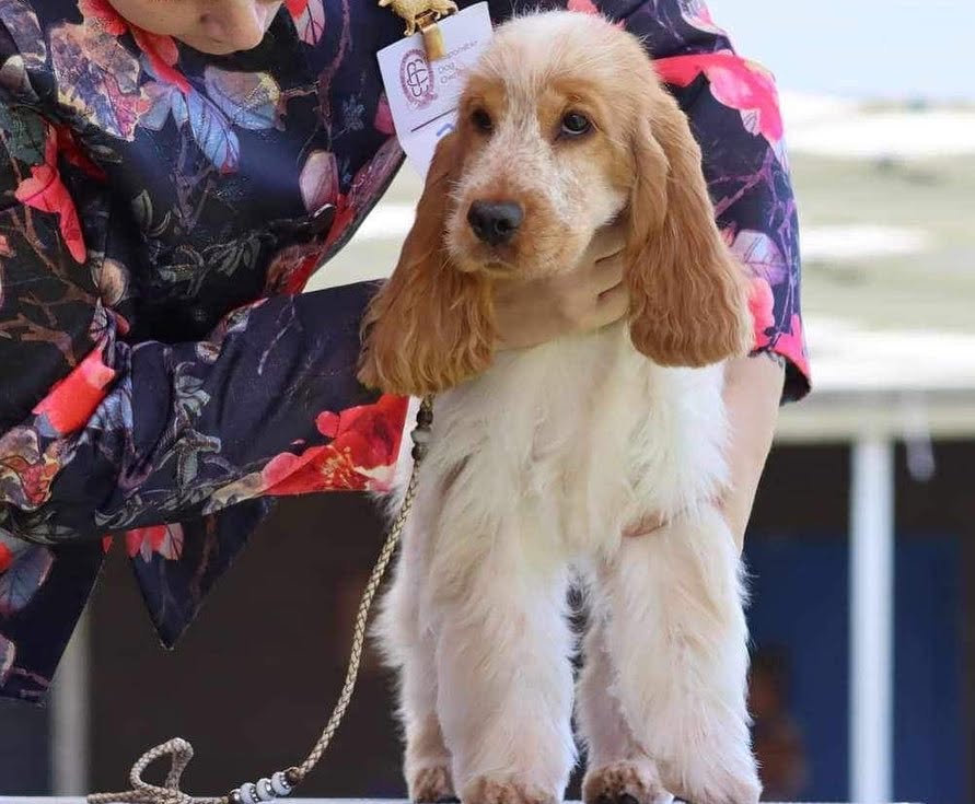 https://buttondoggrooming.com.au/wp-content/uploads/2026/10/Dog43.jpg
