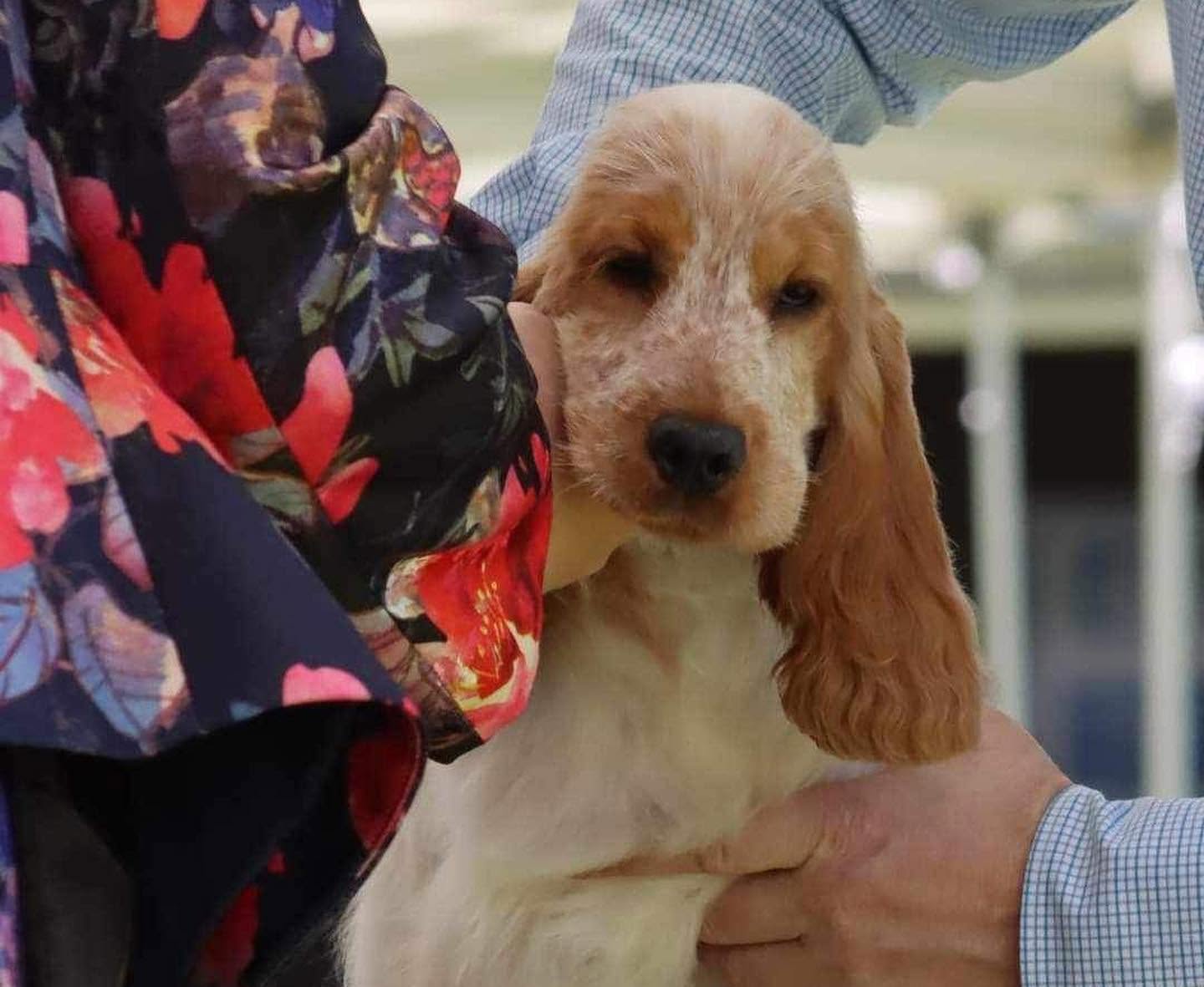 https://buttondoggrooming.com.au/wp-content/uploads/2026/10/Dog44.jpg