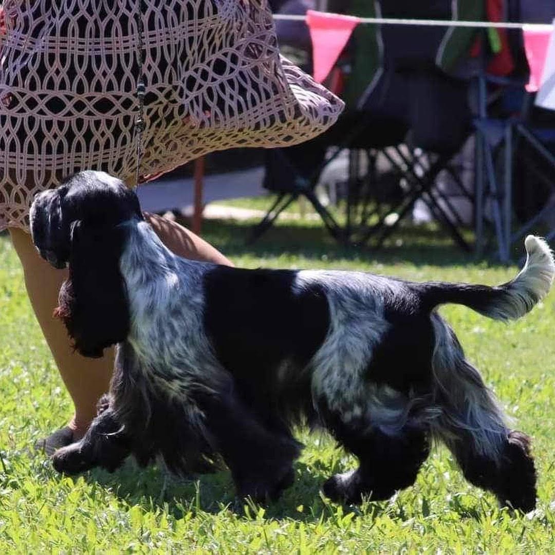 https://buttondoggrooming.com.au/wp-content/uploads/2026/10/Dog46.jpg