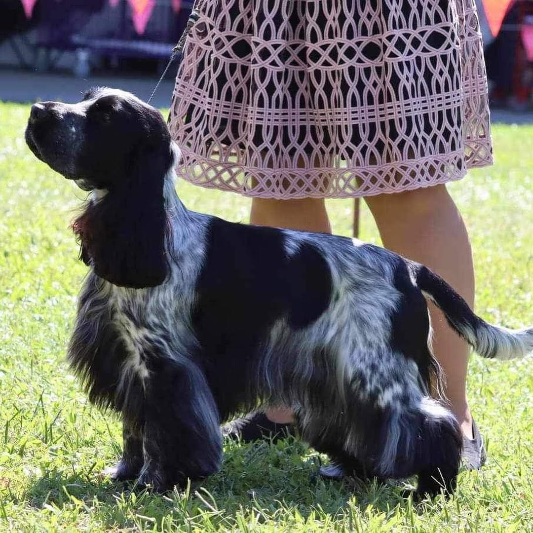 https://buttondoggrooming.com.au/wp-content/uploads/2026/10/Dog47.jpg