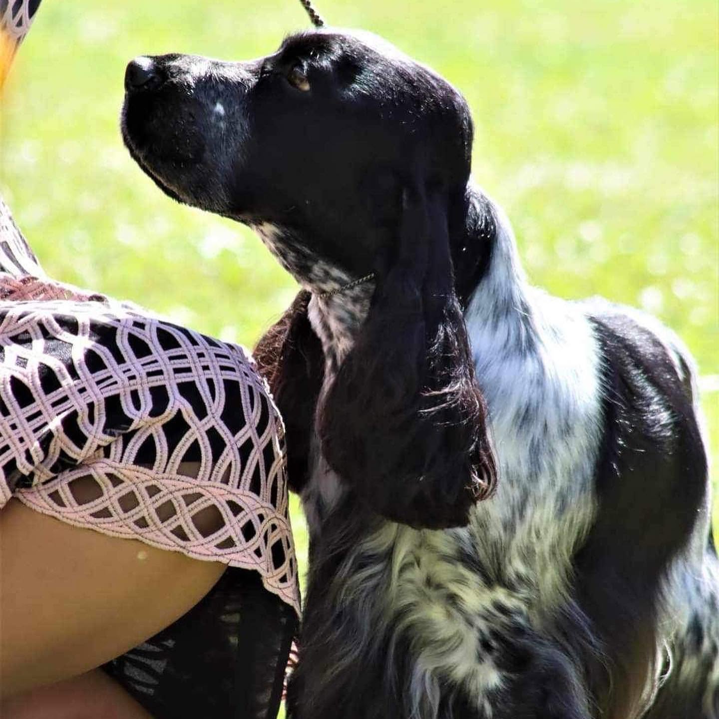 https://buttondoggrooming.com.au/wp-content/uploads/2026/10/Dog48.jpg