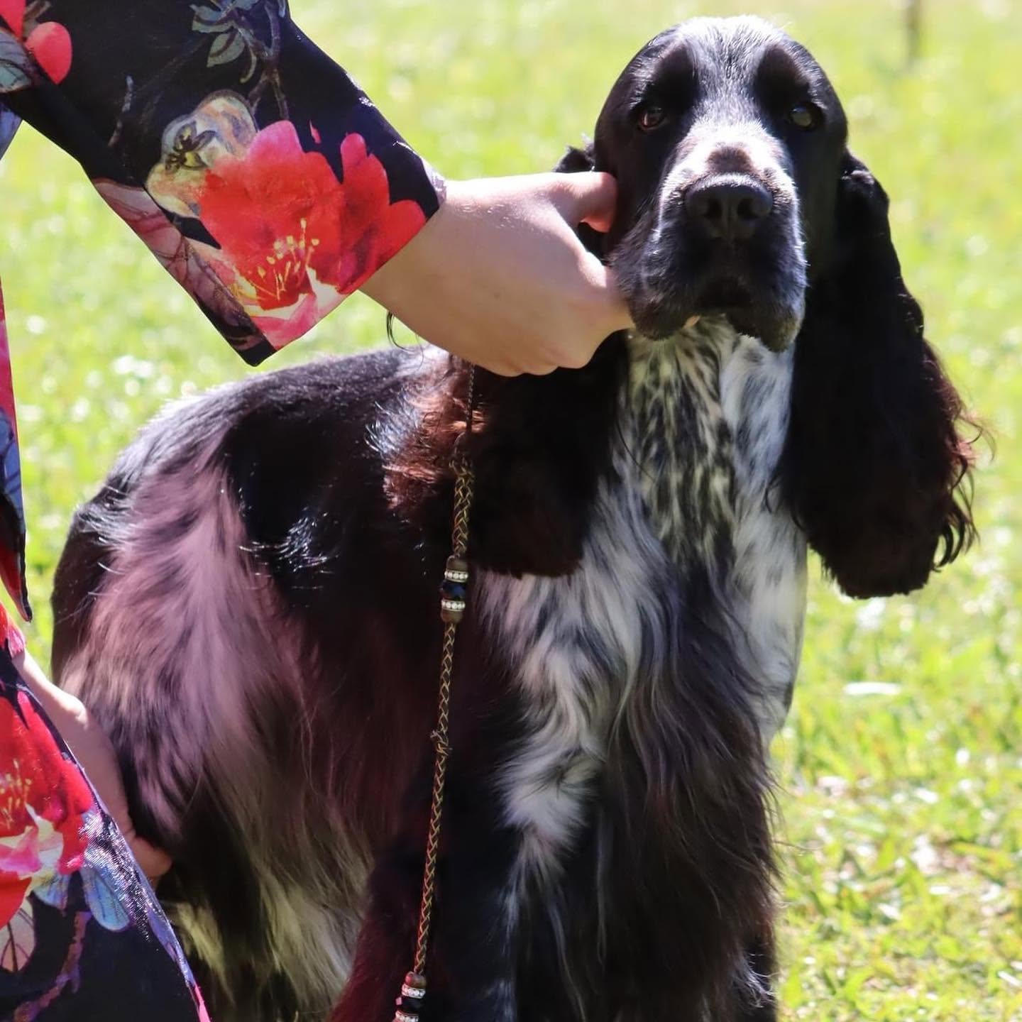 https://buttondoggrooming.com.au/wp-content/uploads/2026/10/Dog49.jpg