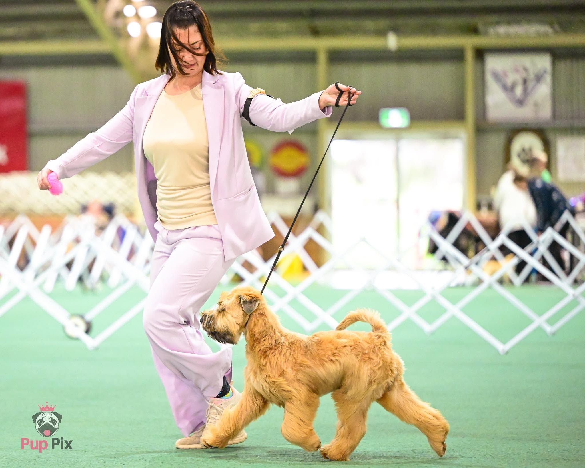 https://buttondoggrooming.com.au/wp-content/uploads/2026/10/Dog6.jpg