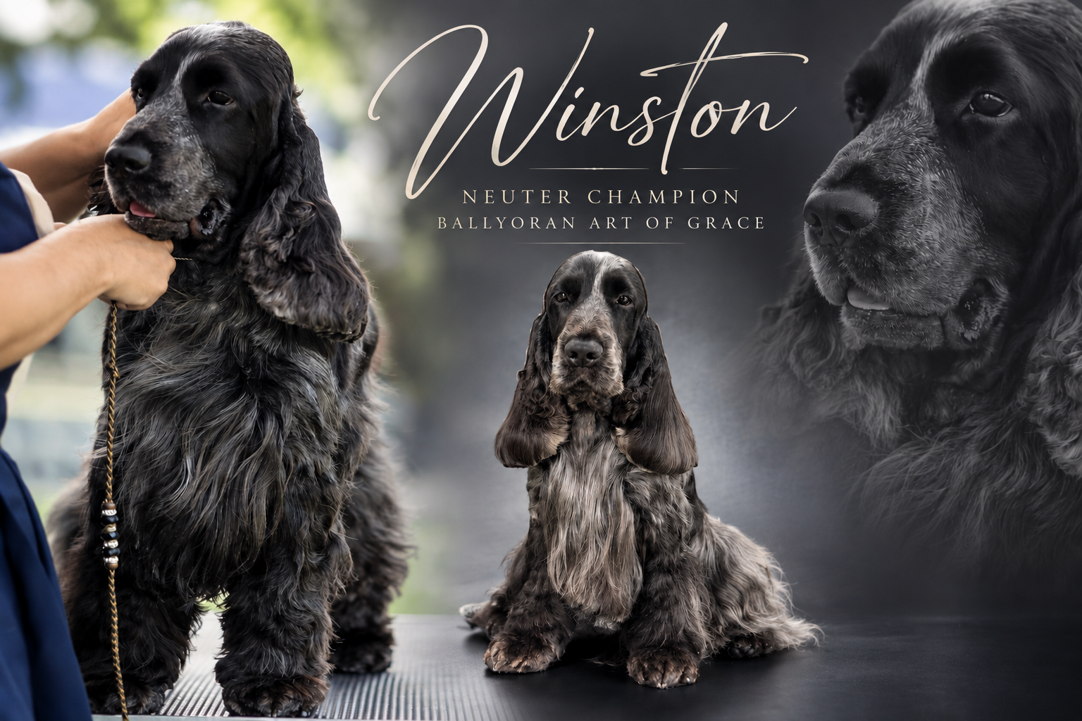 https://buttondoggrooming.com.au/wp-content/uploads/2026/10/Winston1.png