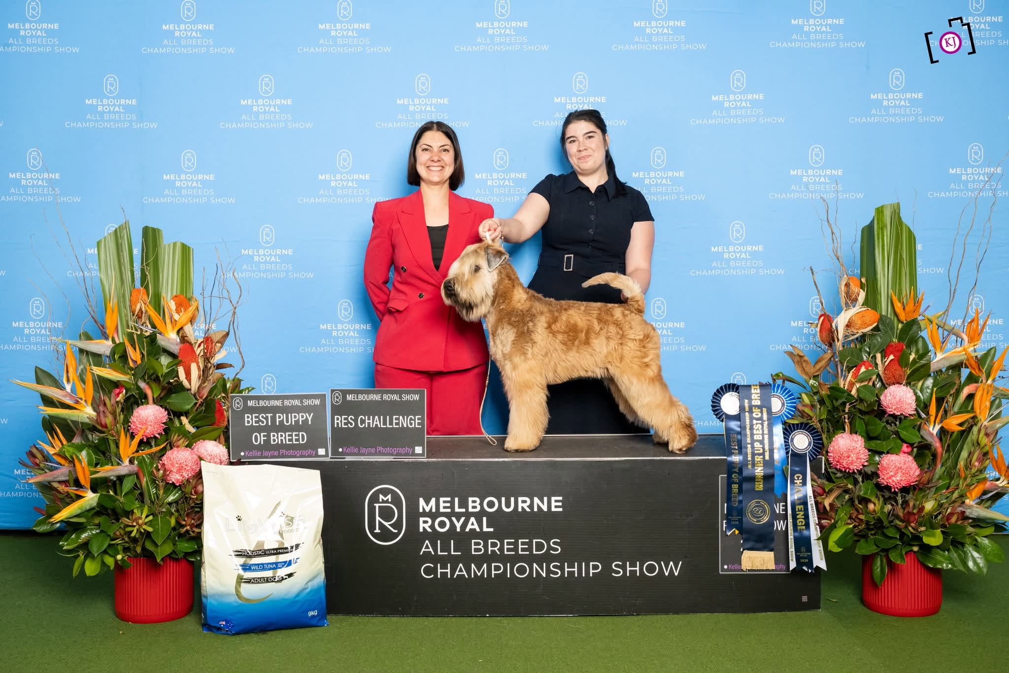 https://buttondoggrooming.com.au/wp-content/uploads/2026/10/chetty.jpg
