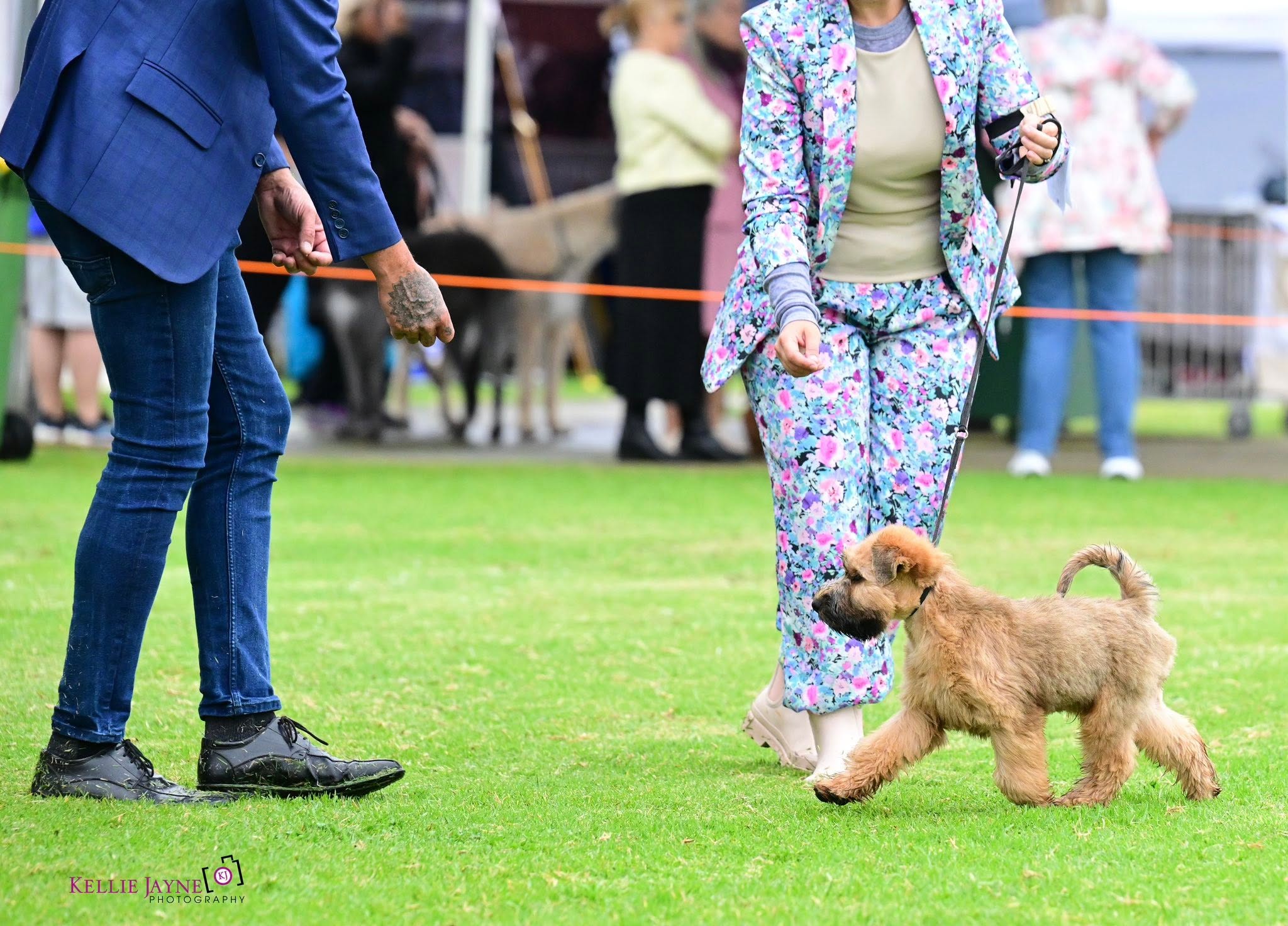 https://buttondoggrooming.com.au/wp-content/uploads/2026/10/dog10.jpg