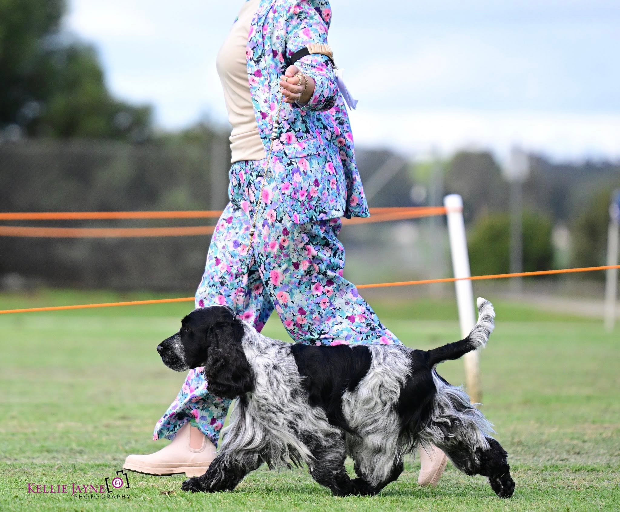 https://buttondoggrooming.com.au/wp-content/uploads/2026/10/dog11.jpg