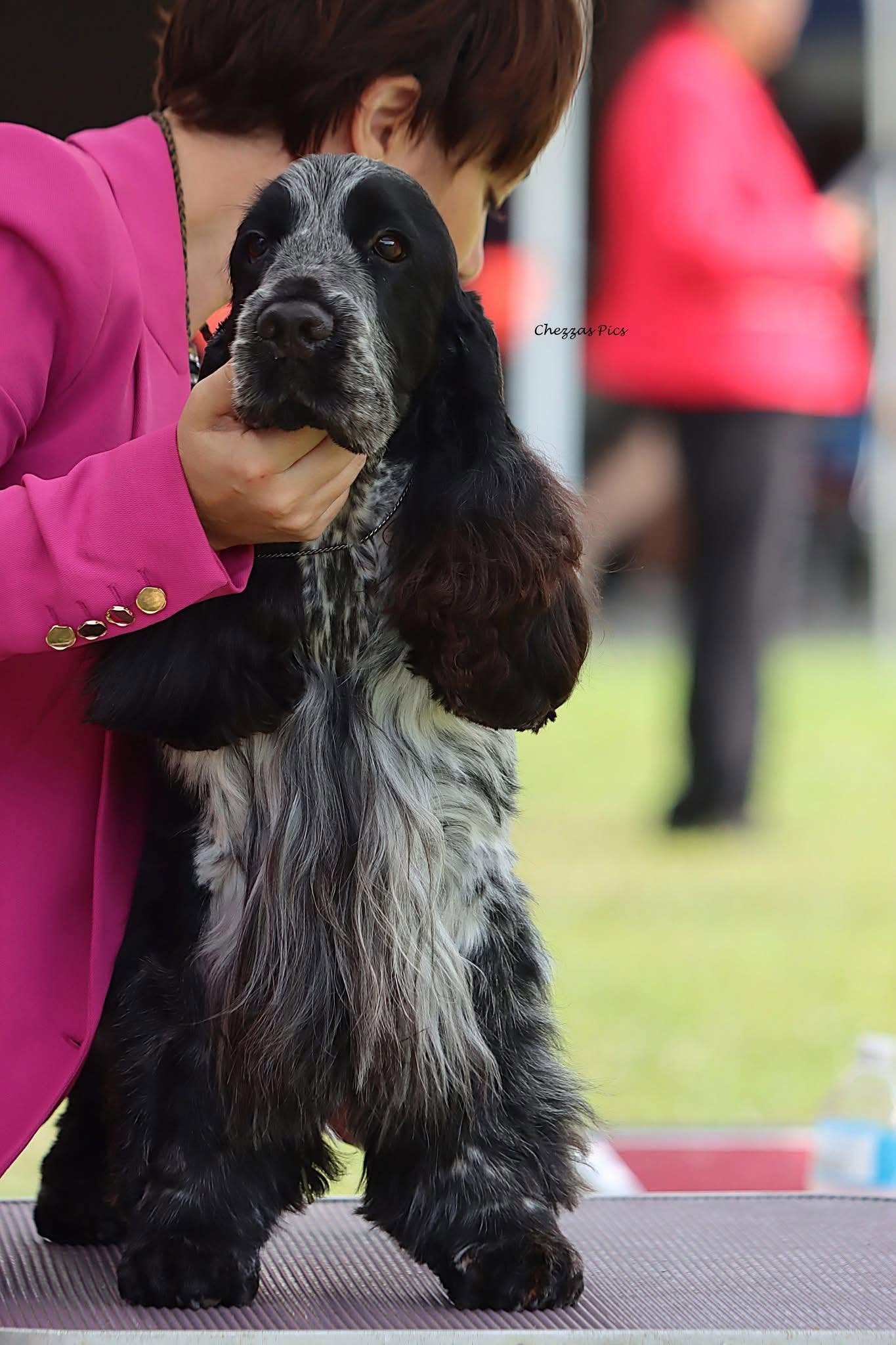 https://buttondoggrooming.com.au/wp-content/uploads/2026/10/dog21.jpg