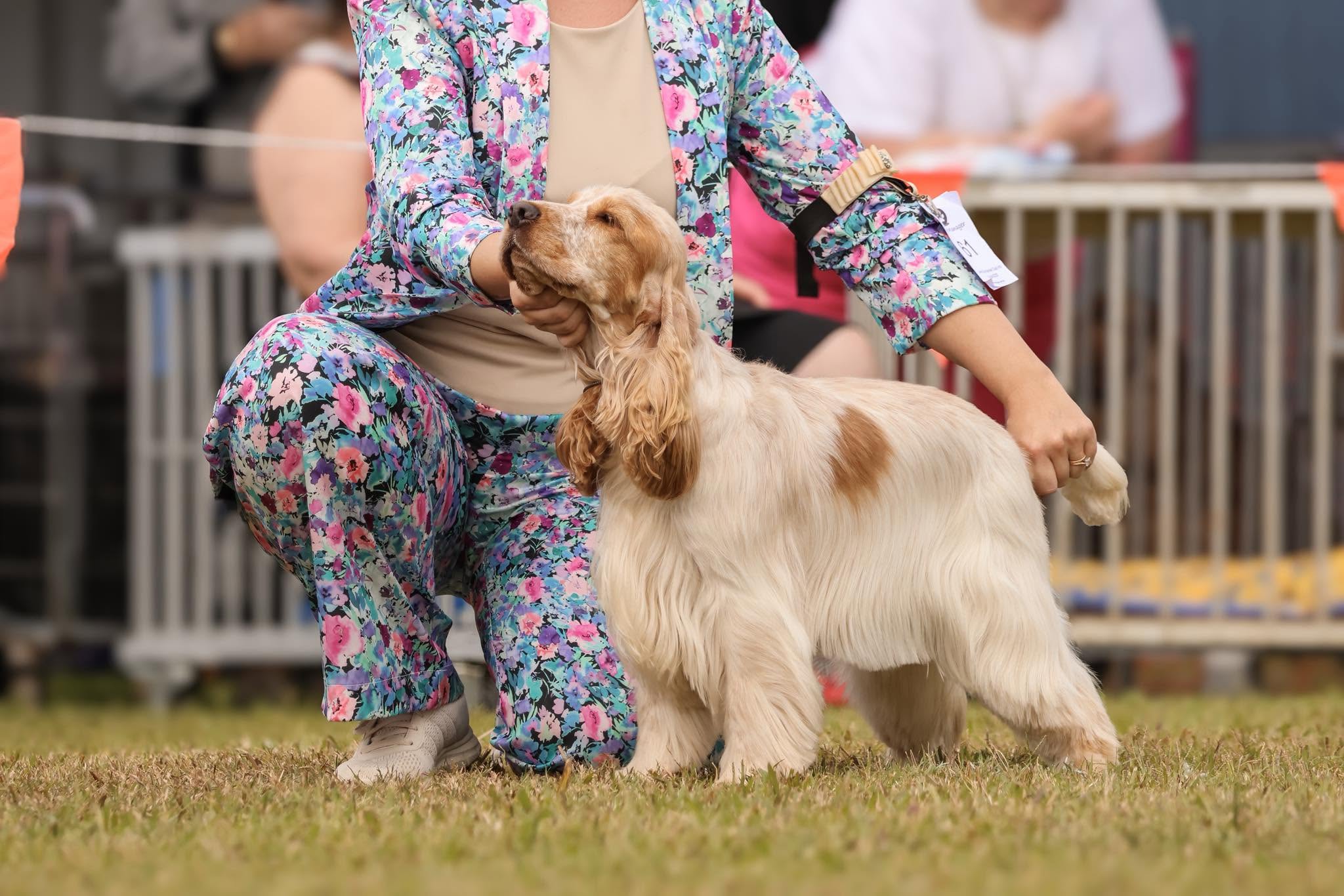https://buttondoggrooming.com.au/wp-content/uploads/2026/10/dog27.jpg