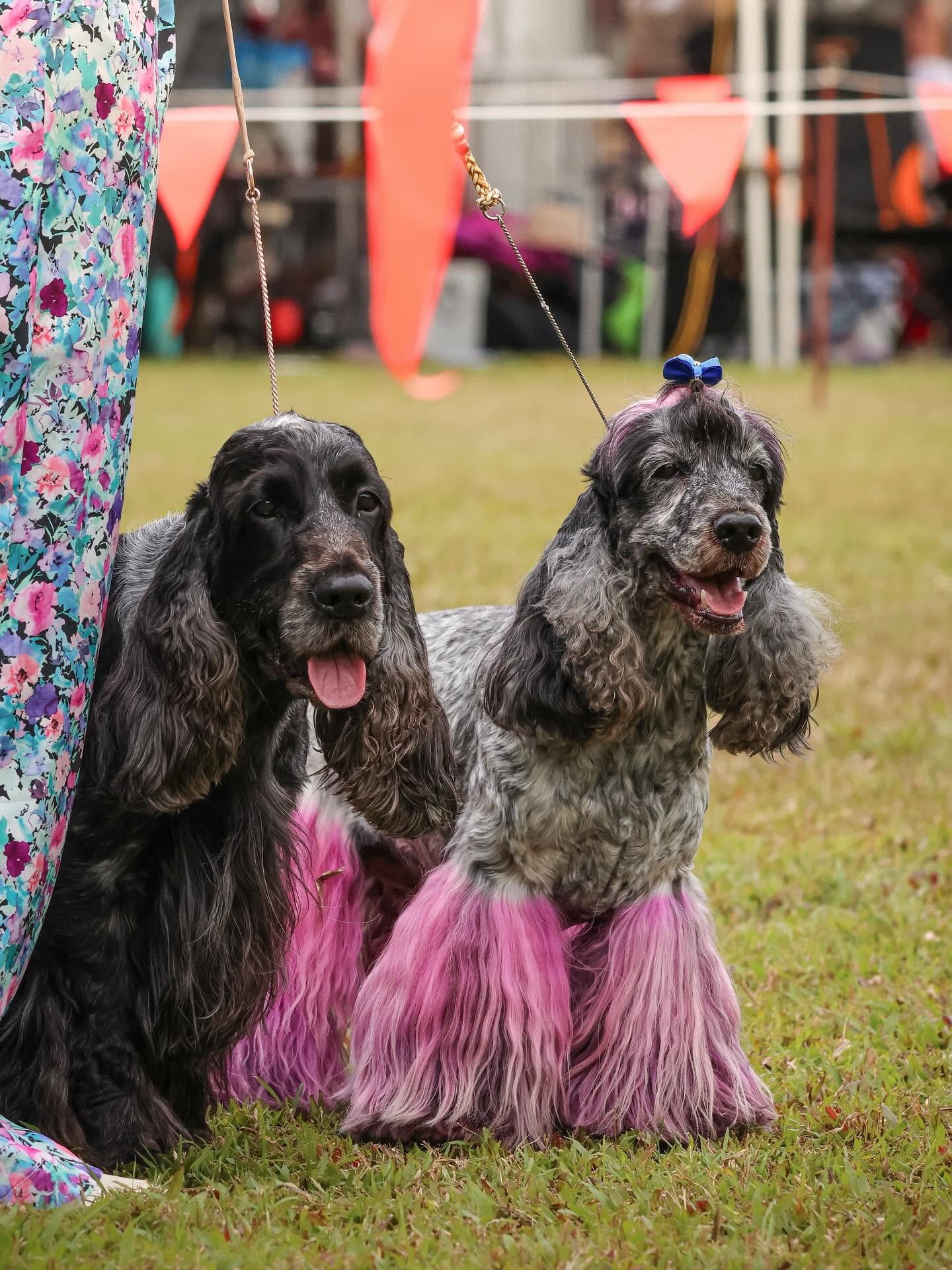 https://buttondoggrooming.com.au/wp-content/uploads/2026/10/dog30.jpg