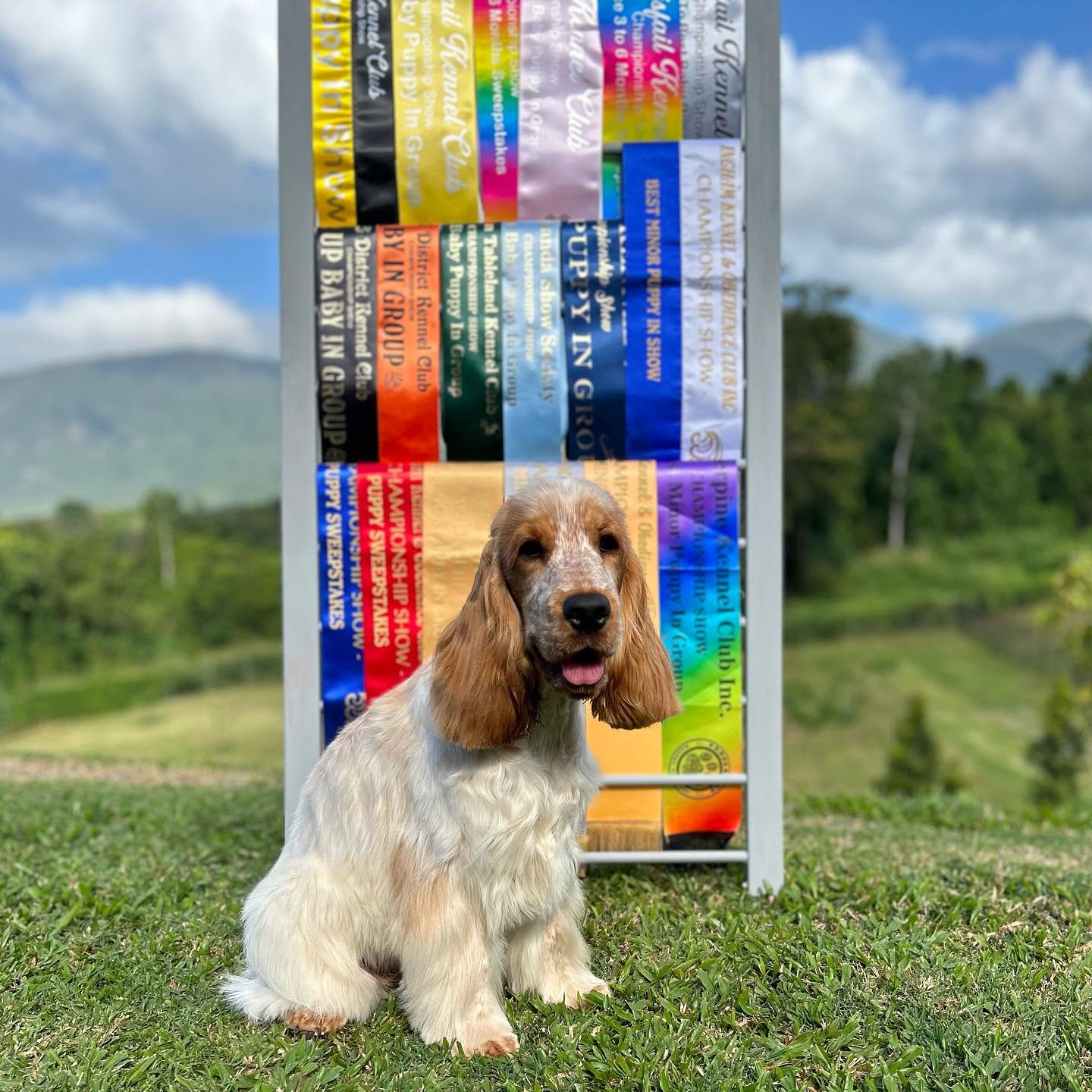 https://buttondoggrooming.com.au/wp-content/uploads/2026/10/dog34.jpg