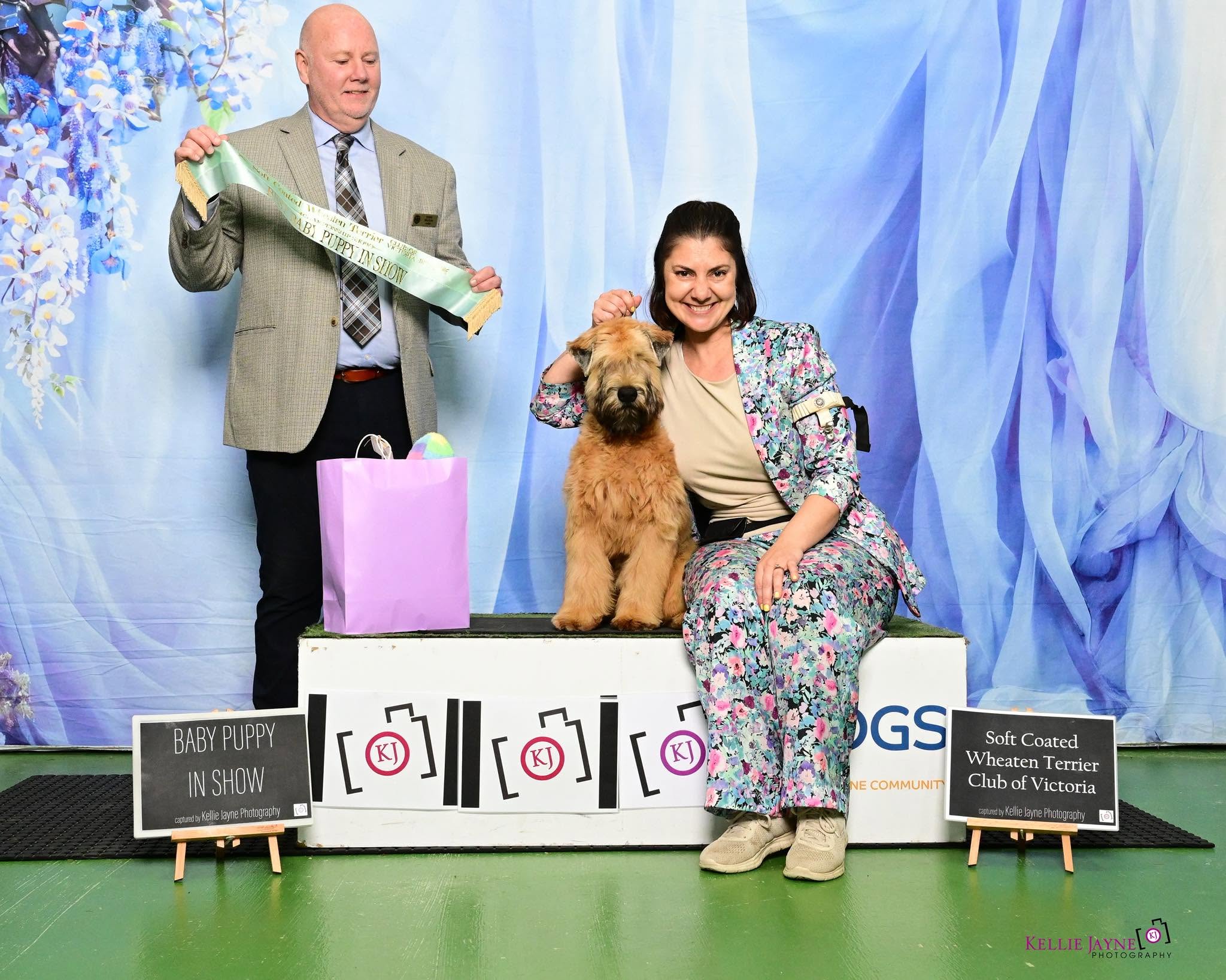 https://buttondoggrooming.com.au/wp-content/uploads/2026/10/dog4.jpg