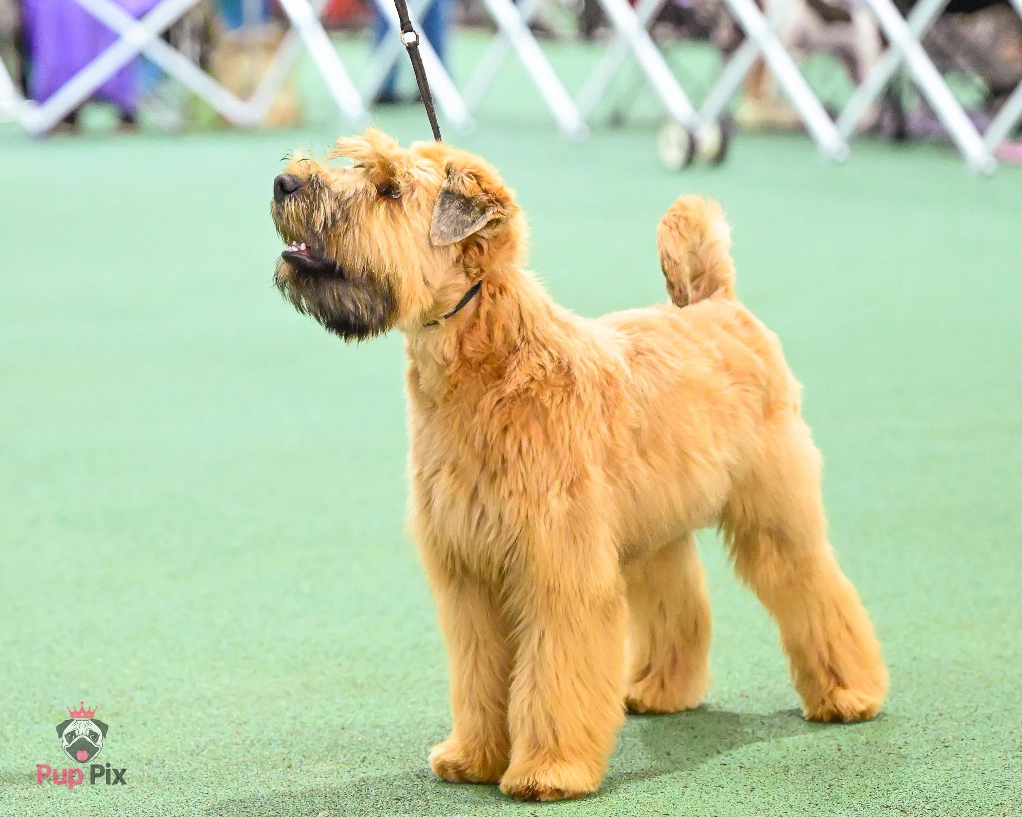 https://buttondoggrooming.com.au/wp-content/uploads/2026/10/dog7.jpg
