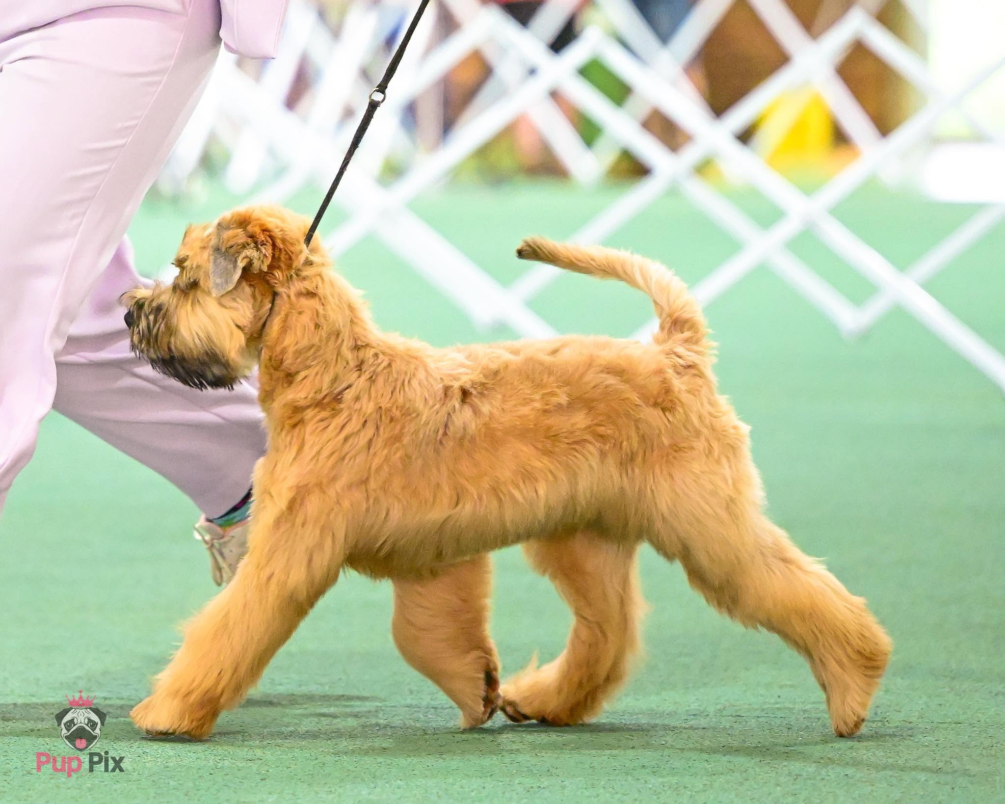 https://buttondoggrooming.com.au/wp-content/uploads/2026/10/dog8.jpg